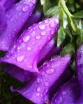 Dew Drops on Foxgloves