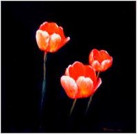 Three Tulips 5 In